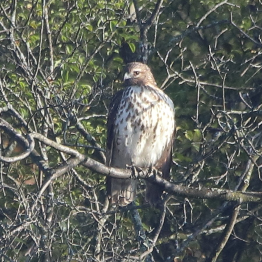 Red-shouldered Hawk - ML643359531