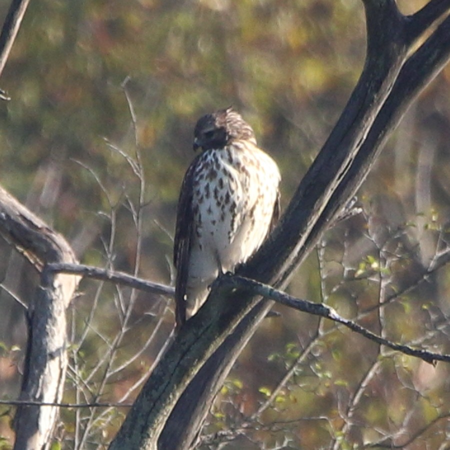 Red-shouldered Hawk - ML643359532