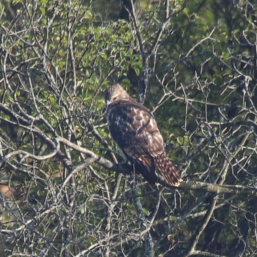 Red-shouldered Hawk - ML643359533