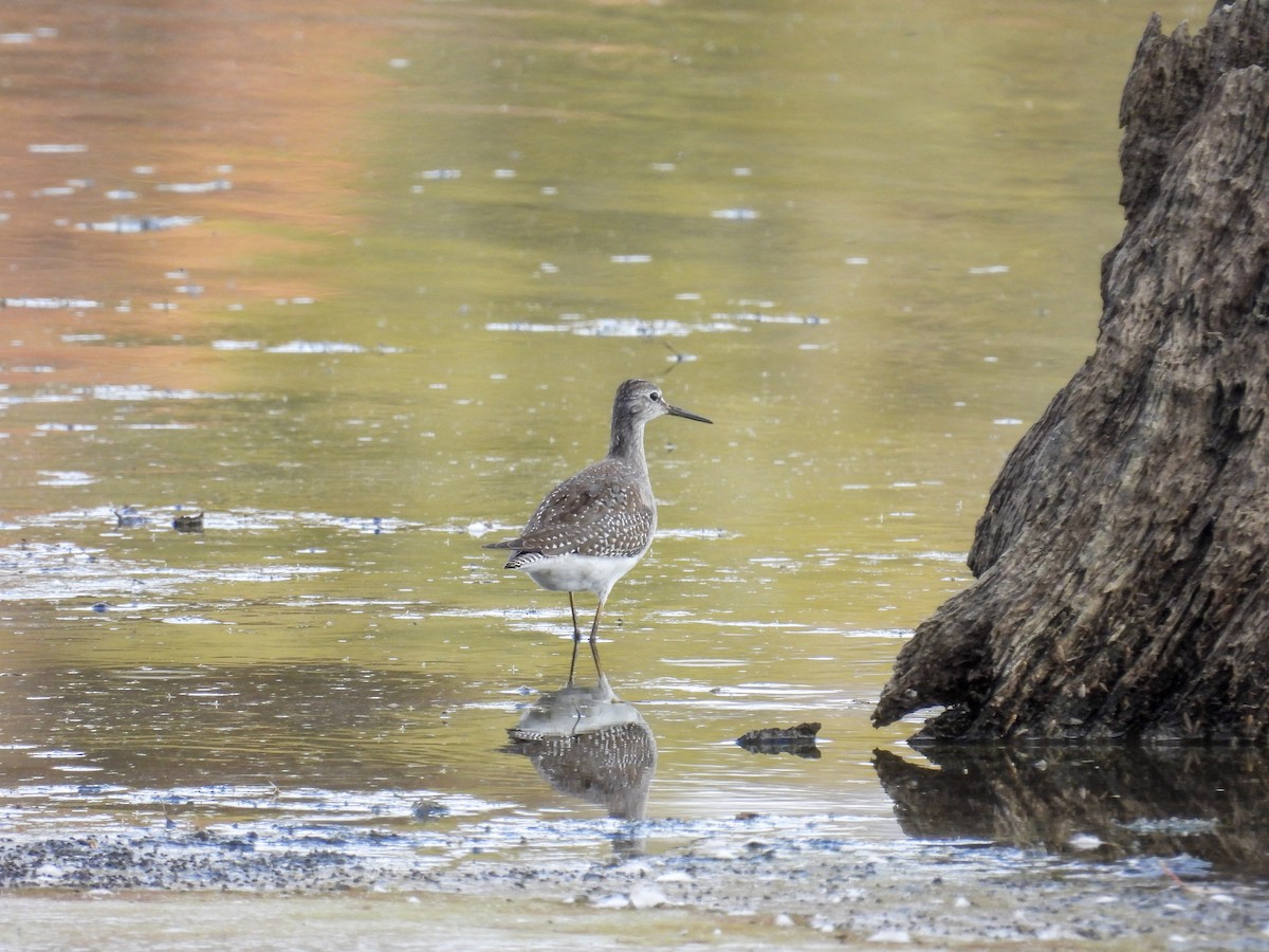 Lesser Yellowlegs - ML643359536