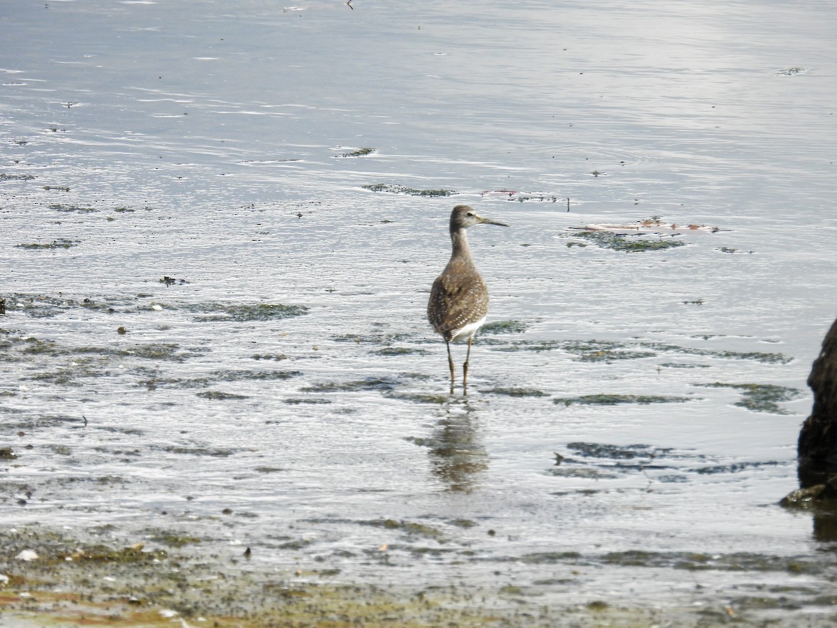 Lesser Yellowlegs - ML643359537