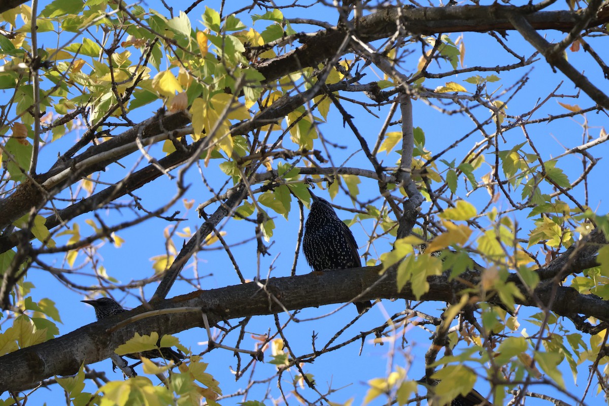 European Starling - ML643359556