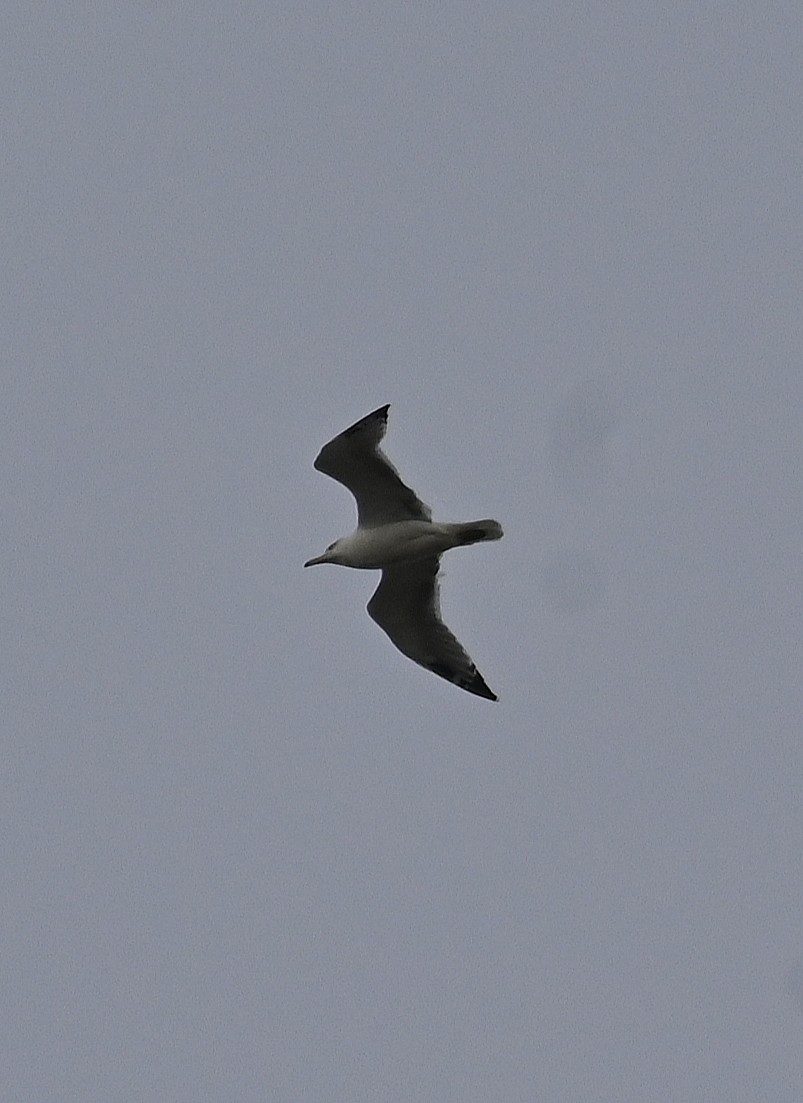 Yellow-legged Gull - ML643359567