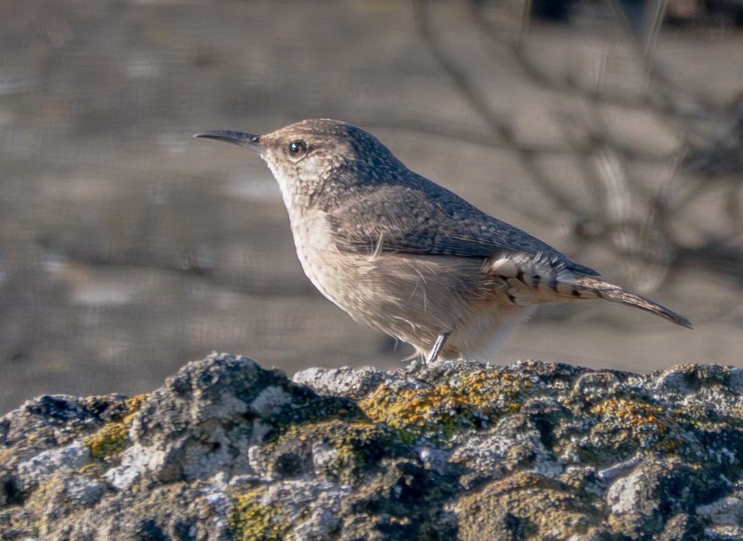 Rock Wren - ML643359568
