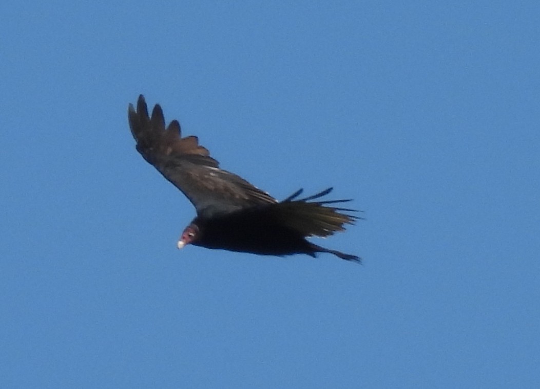 Turkey Vulture - ML643359580