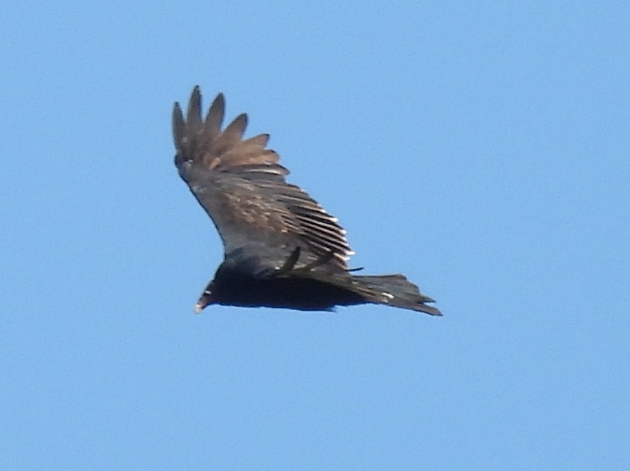 Turkey Vulture - ML643359581