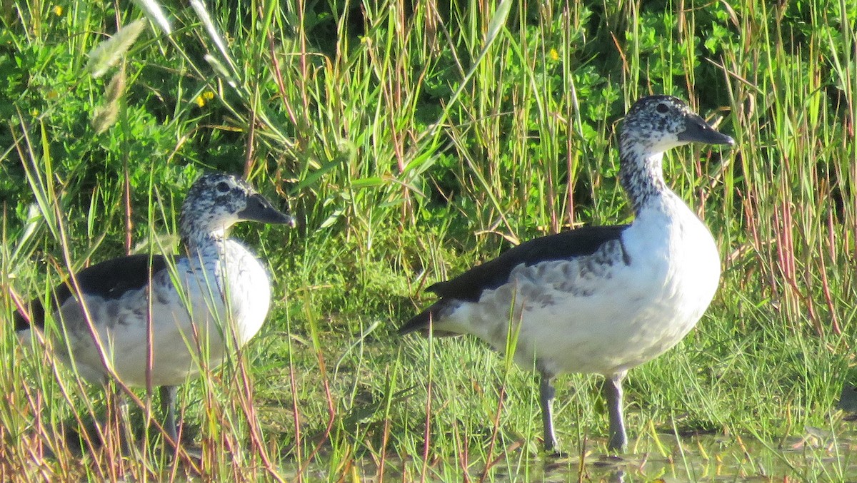 Knob-billed Duck - ML643359603