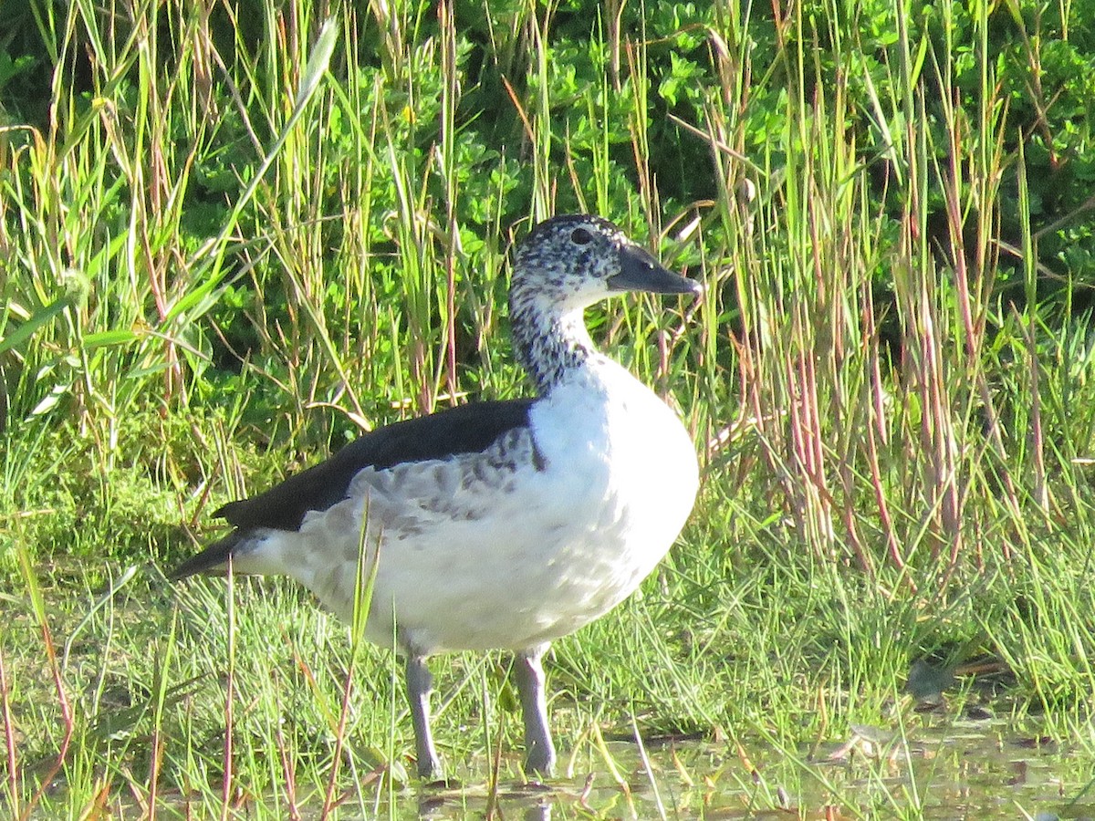 Knob-billed Duck - ML643359604