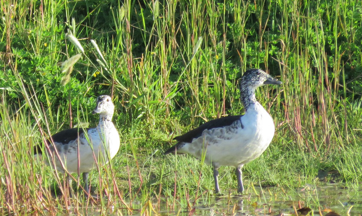 Knob-billed Duck - ML643359605