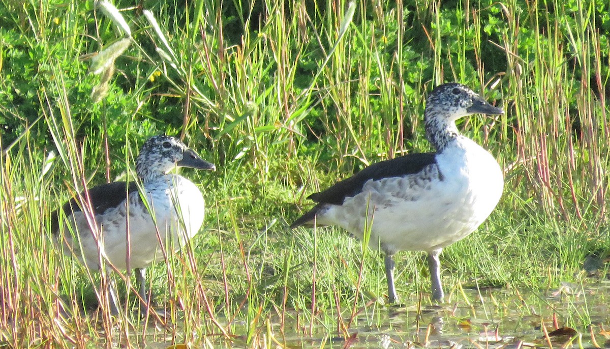 Knob-billed Duck - ML643359606