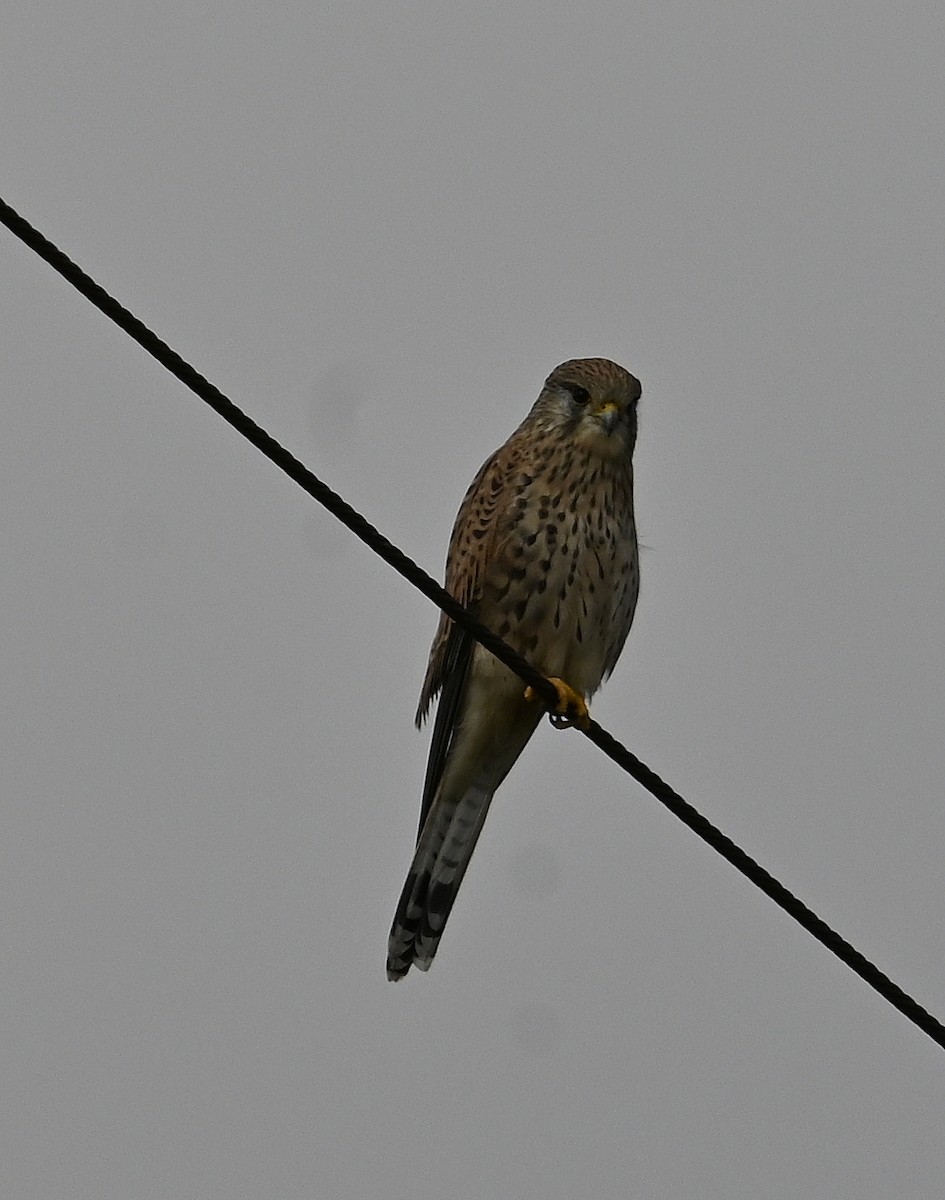 Eurasian Kestrel - ML643359629