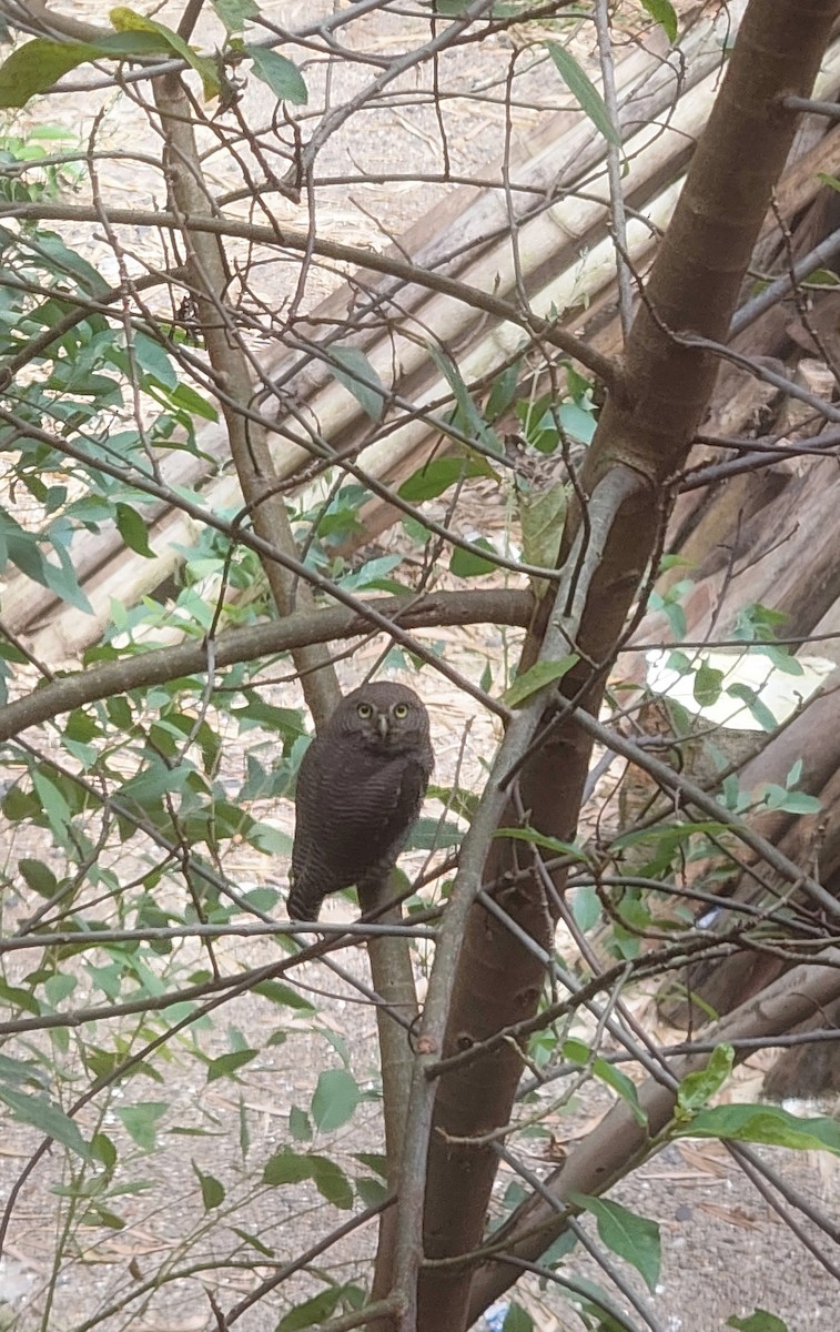 Jungle Owlet - ML643359655