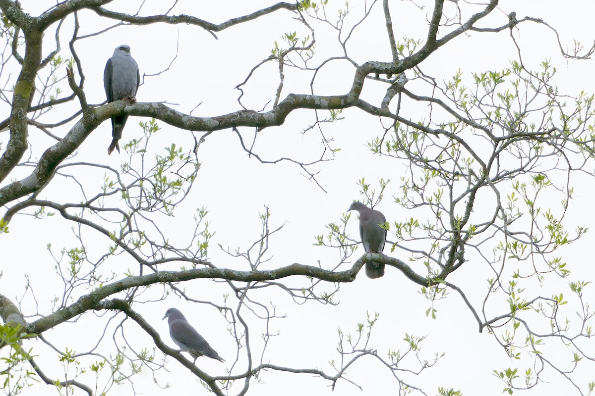 Pale-vented Pigeon - ML643359662