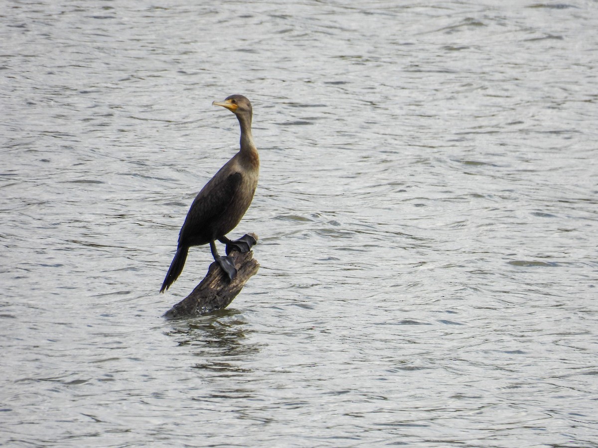 Double-crested Cormorant - ML643359674
