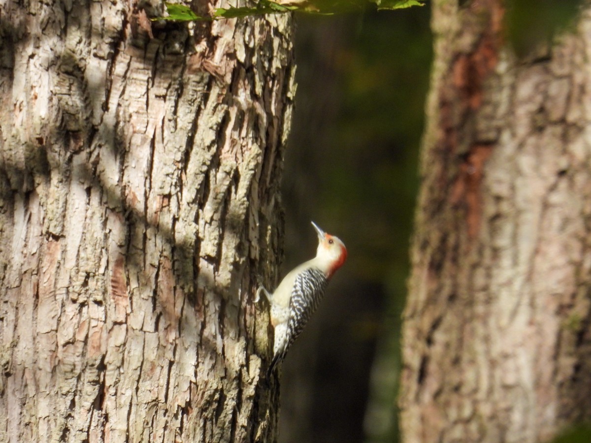 Red-bellied Woodpecker - ML643359683