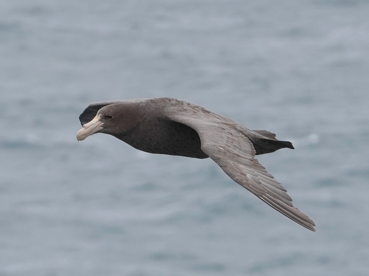 Southern Giant-Petrel - ML643359684