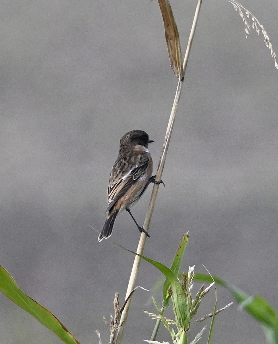 European Stonechat - ML643359691
