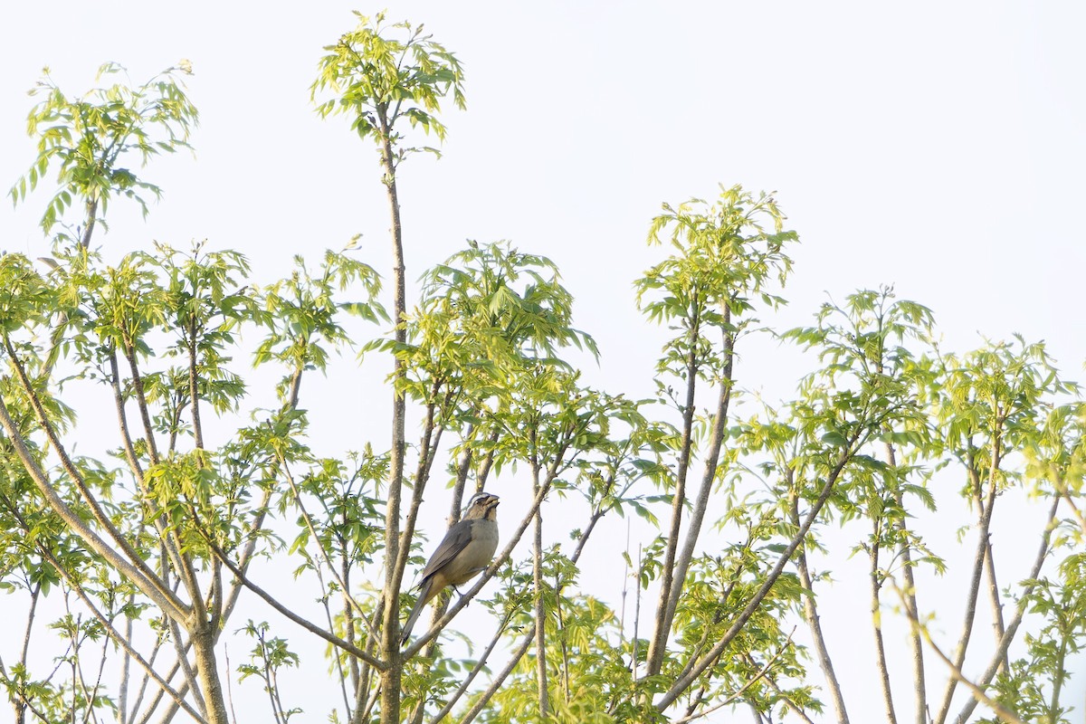 Thick-billed Saltator - ML643359707