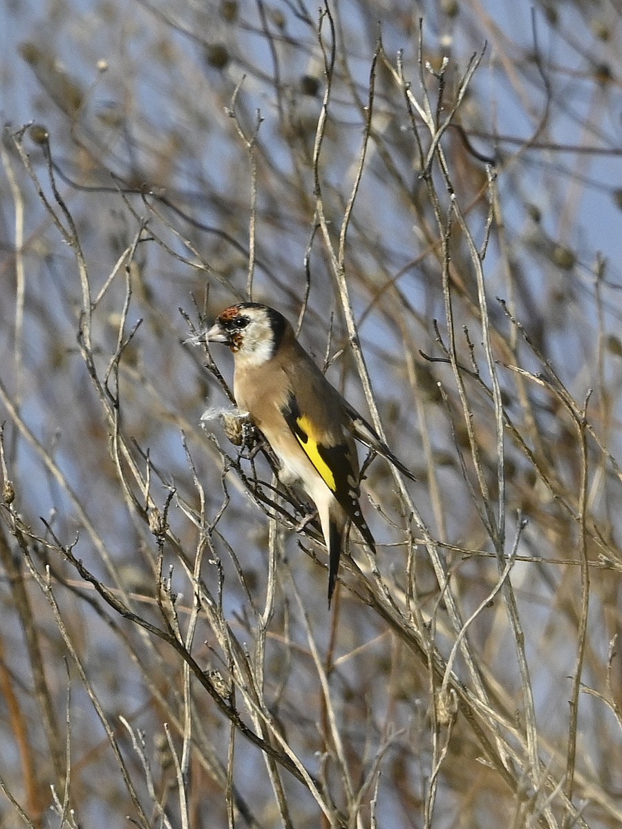 European Goldfinch - ML643359708