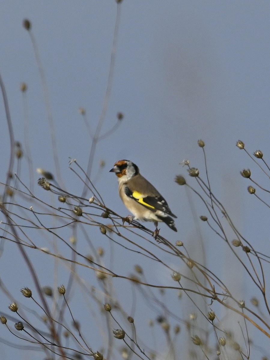 European Goldfinch - ML643359709