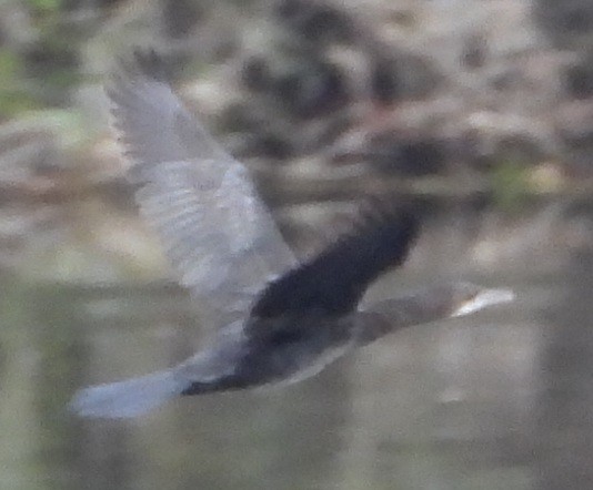 Pygmy Cormorant - ML643359713