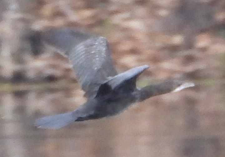 Pygmy Cormorant - ML643359714