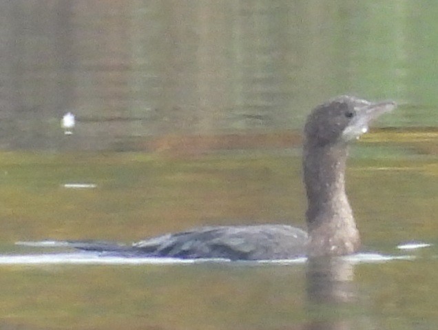 Pygmy Cormorant - ML643359715