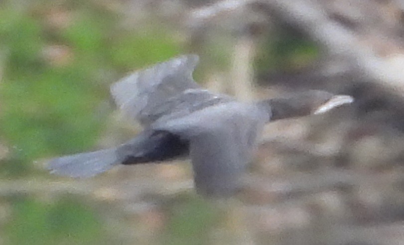 Pygmy Cormorant - ML643359716