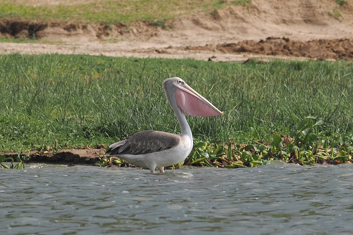 Pink-backed Pelican - ML643359724