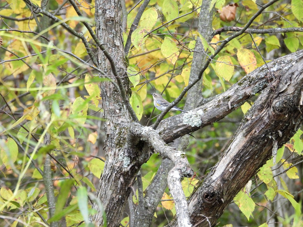 Yellow-rumped Warbler (Myrtle) - ML643359729
