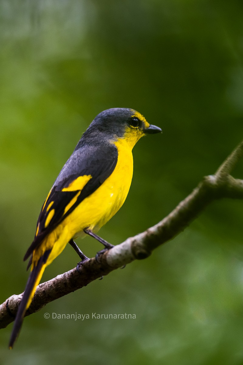 Orange Minivet - ML643359731