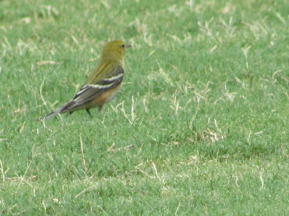 Bay-breasted Warbler - ML643359747