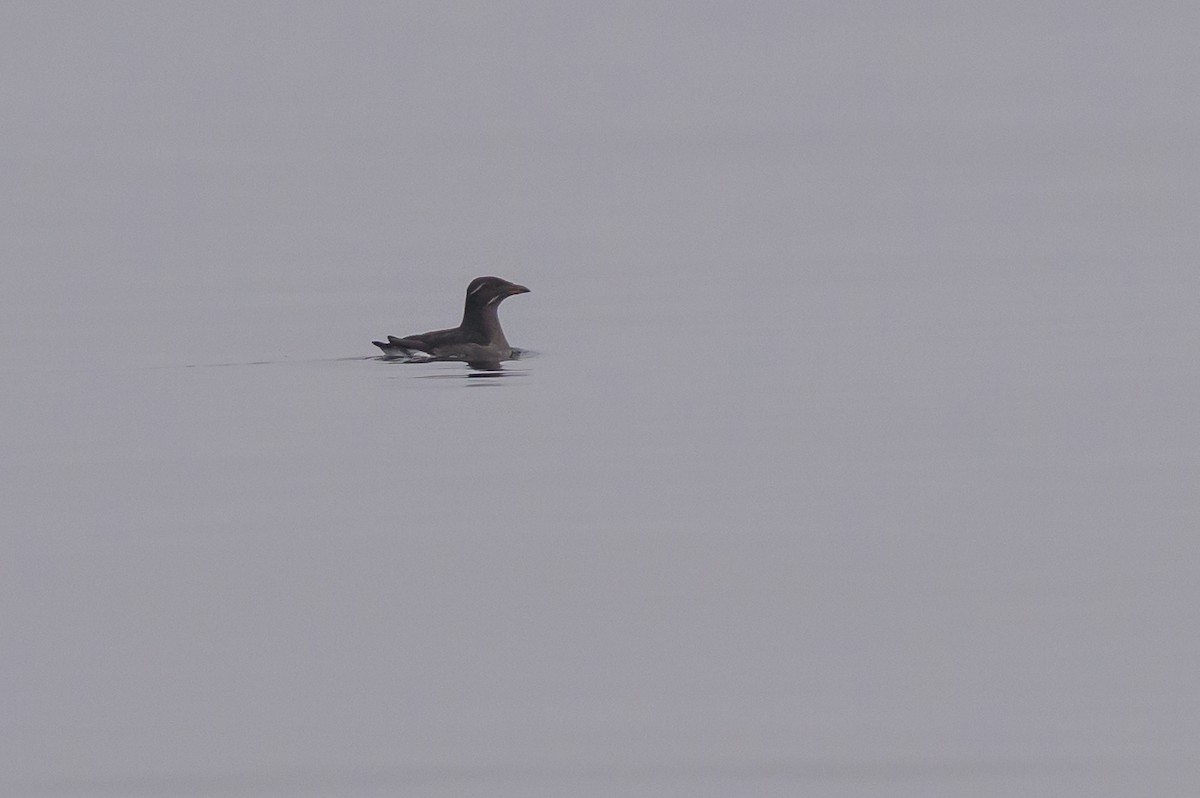 ウトウ - ML643359763