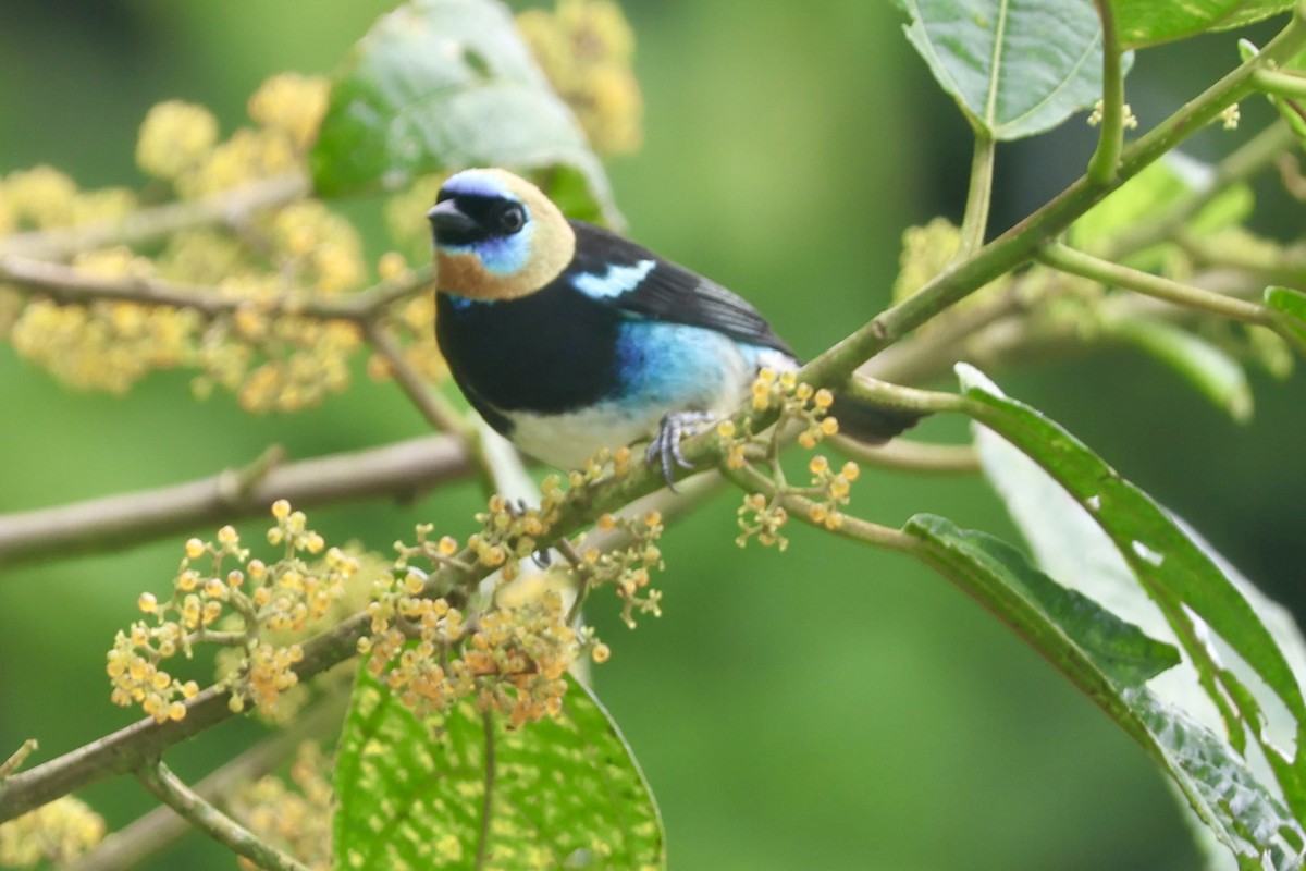 Golden-hooded Tanager - ML643359769