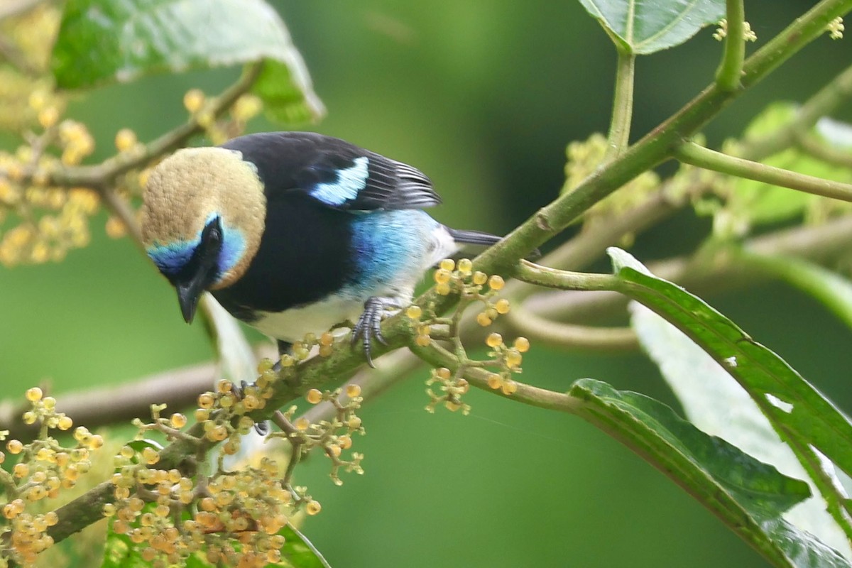 Golden-hooded Tanager - ML643359770