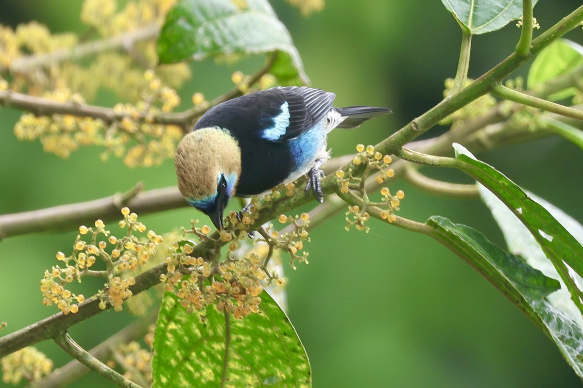 Golden-hooded Tanager - ML643359771