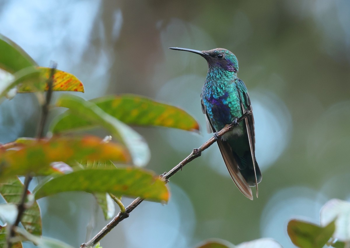 Colibri d'Anaïs - ML643359773