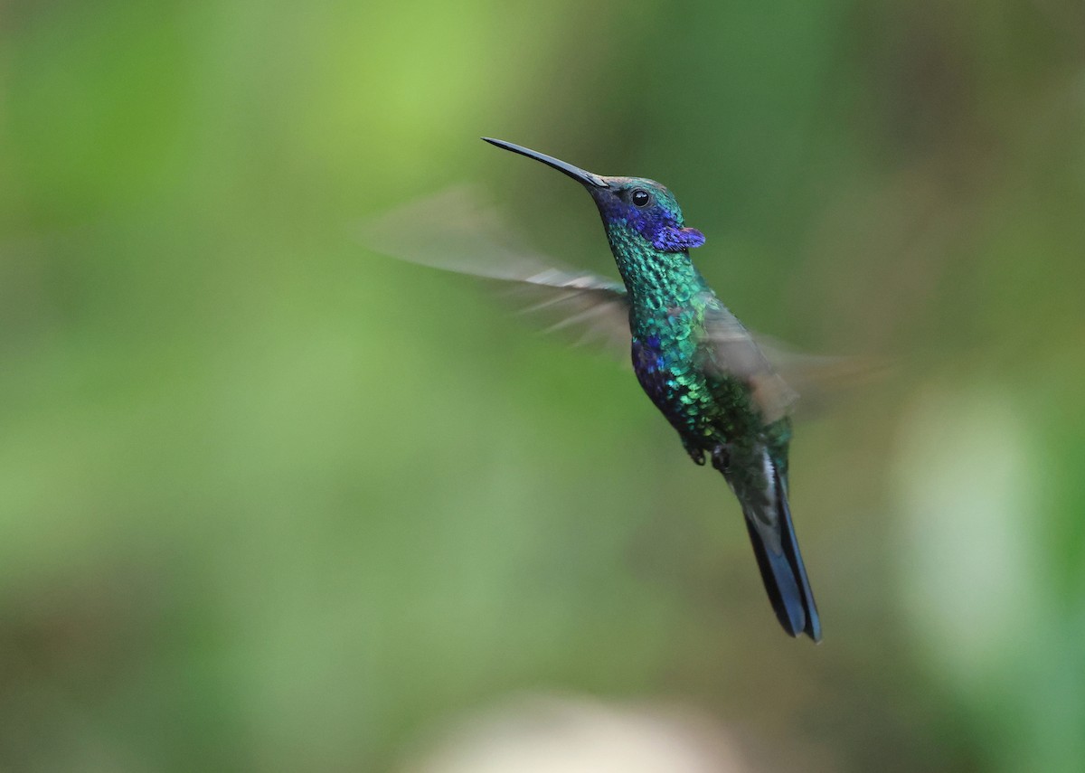 Colibri d'Anaïs - ML643359775