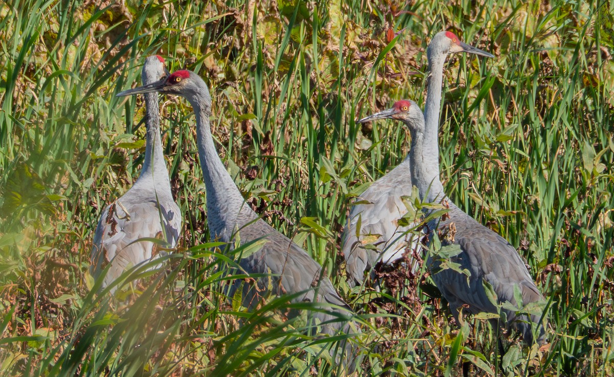 Sandhill Crane - ML643359779