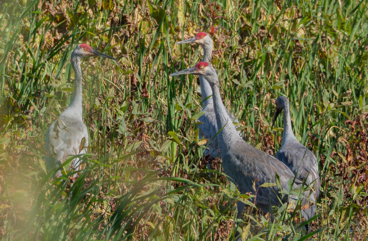Sandhill Crane - ML643359780