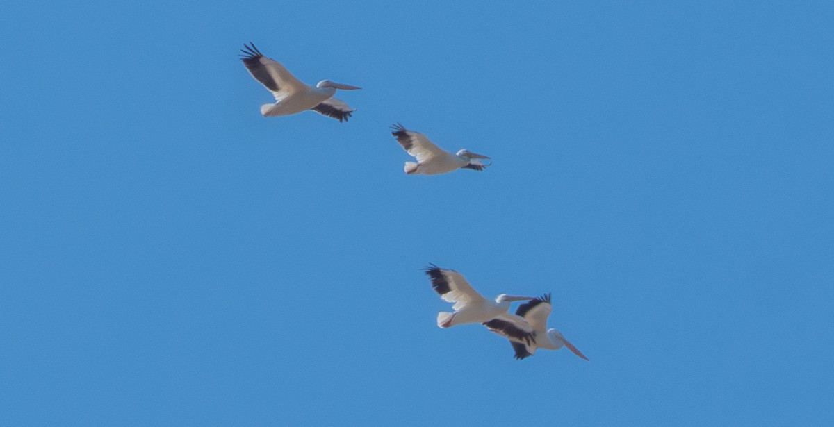 American White Pelican - ML643359794