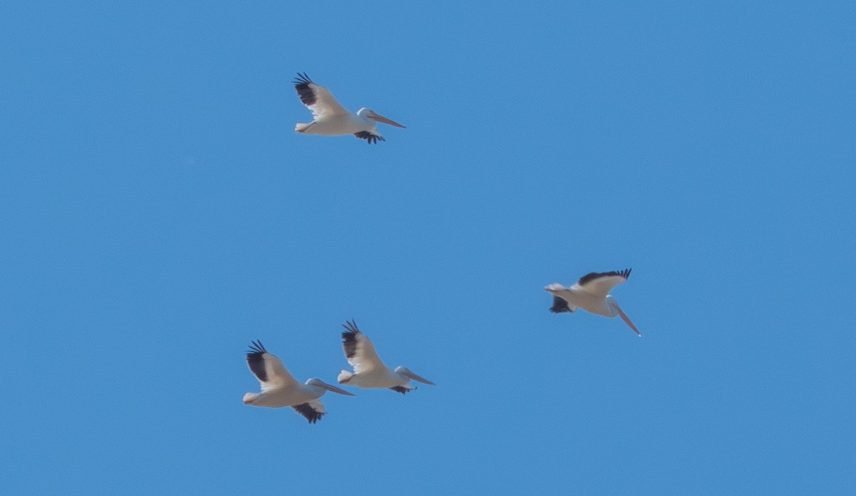 American White Pelican - ML643359795