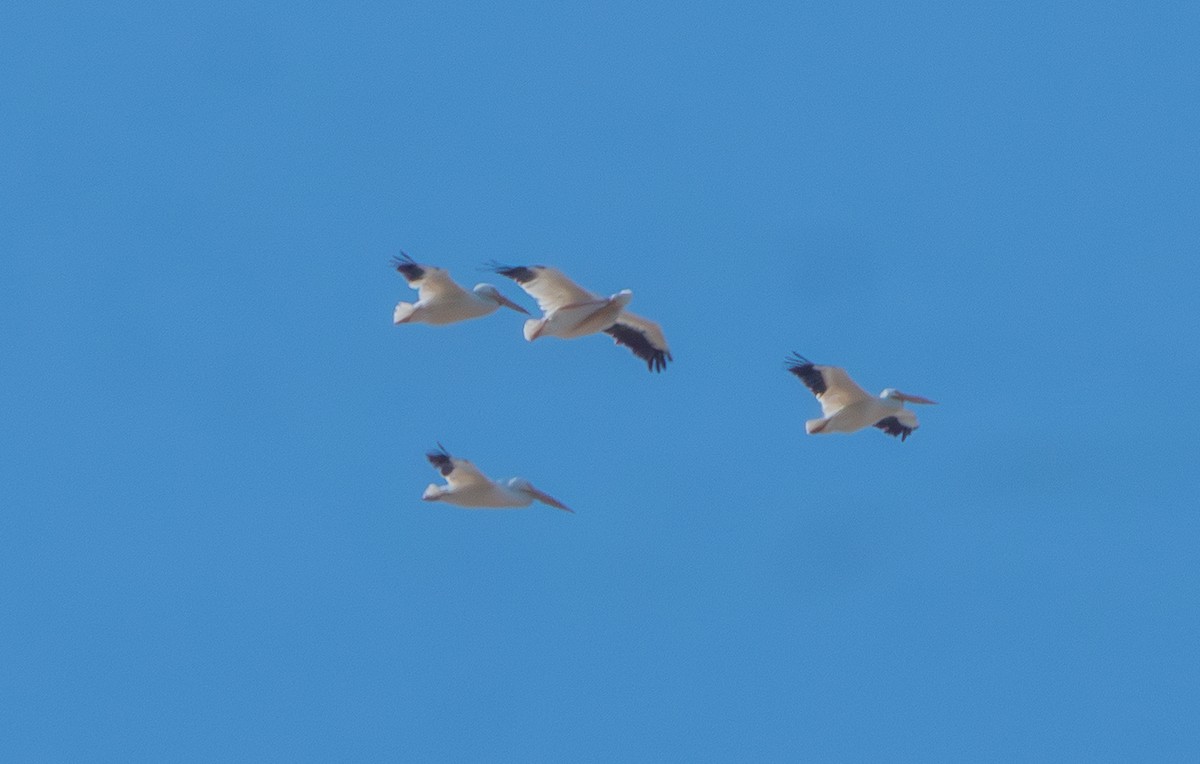 American White Pelican - ML643359796