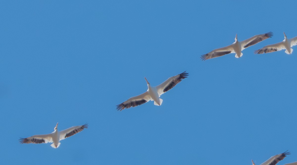 American White Pelican - ML643359797
