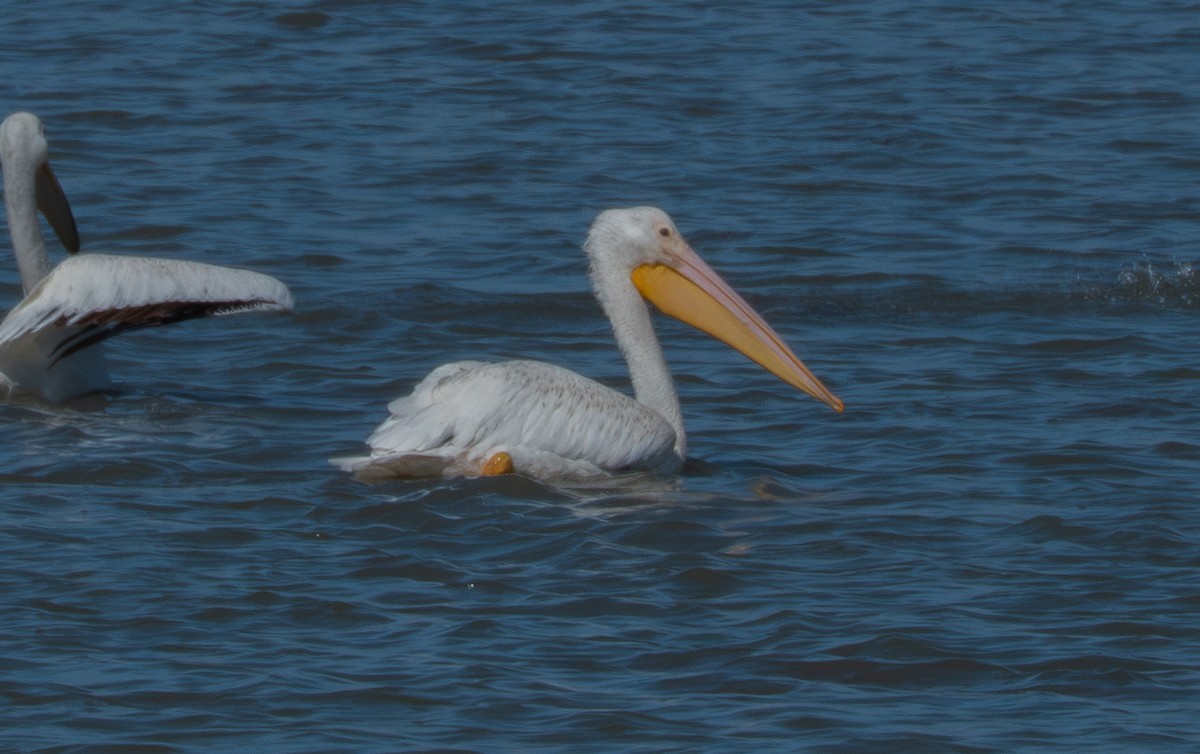 American White Pelican - ML643359798