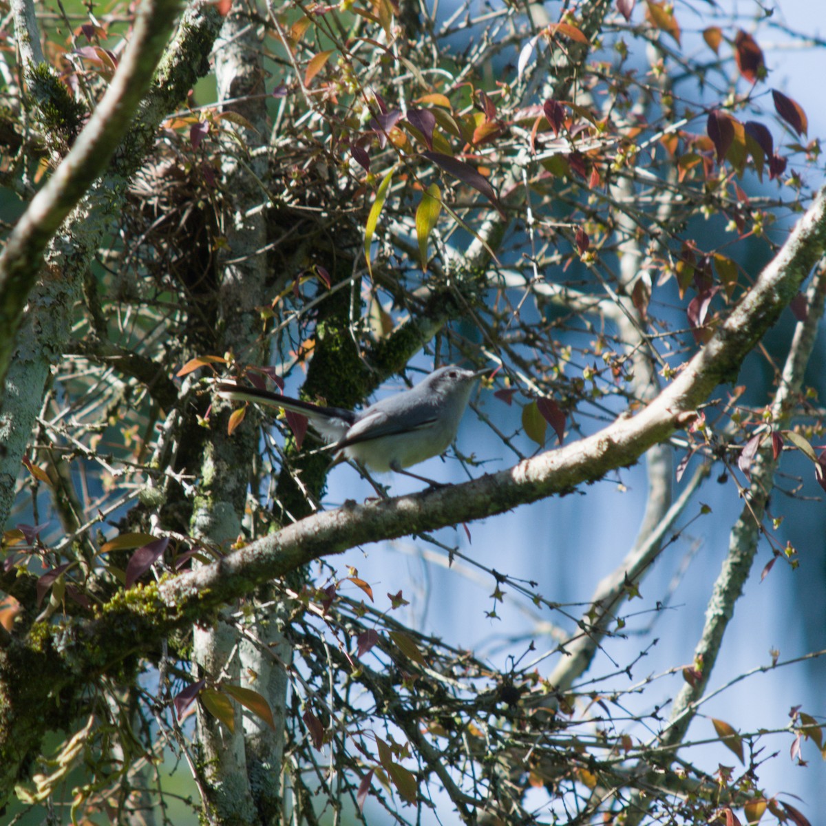 Masked Gnatcatcher - ML643359864