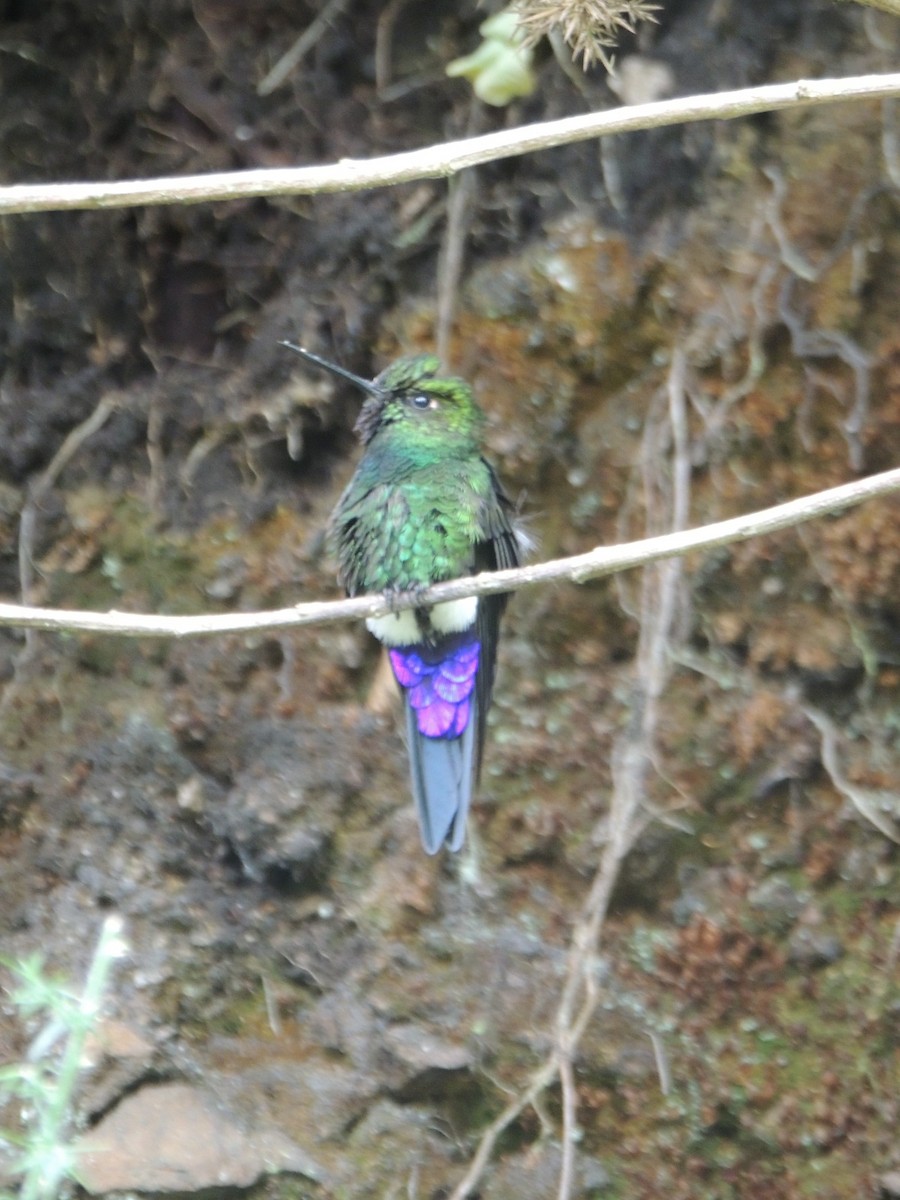 Glowing Puffleg - ML643359869