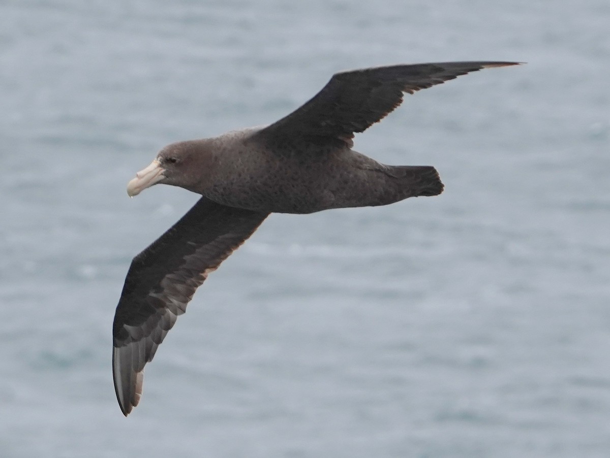 Southern Giant-Petrel - ML643359889