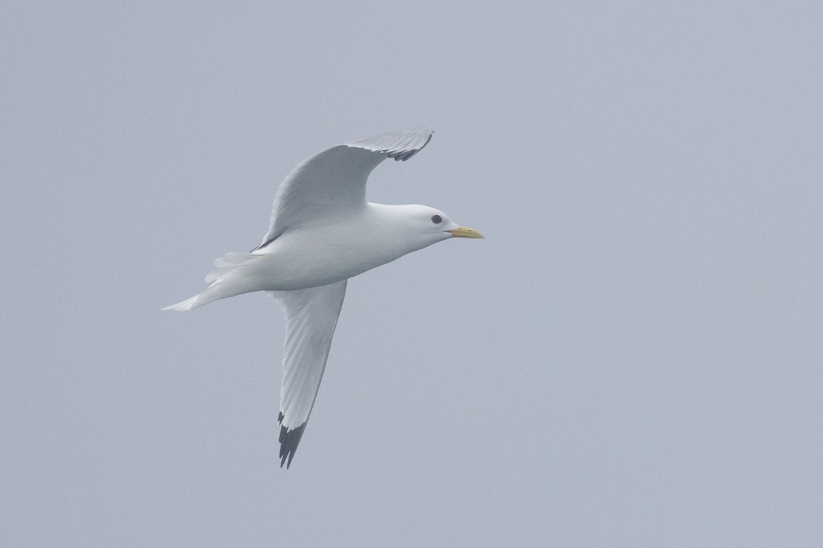 Black-legged Kittiwake - ML643359907