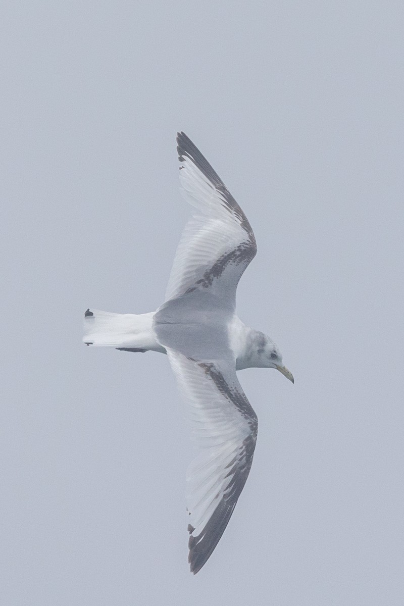 Black-legged Kittiwake - ML643359908